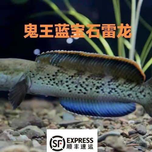 鬼王雷龍圖片