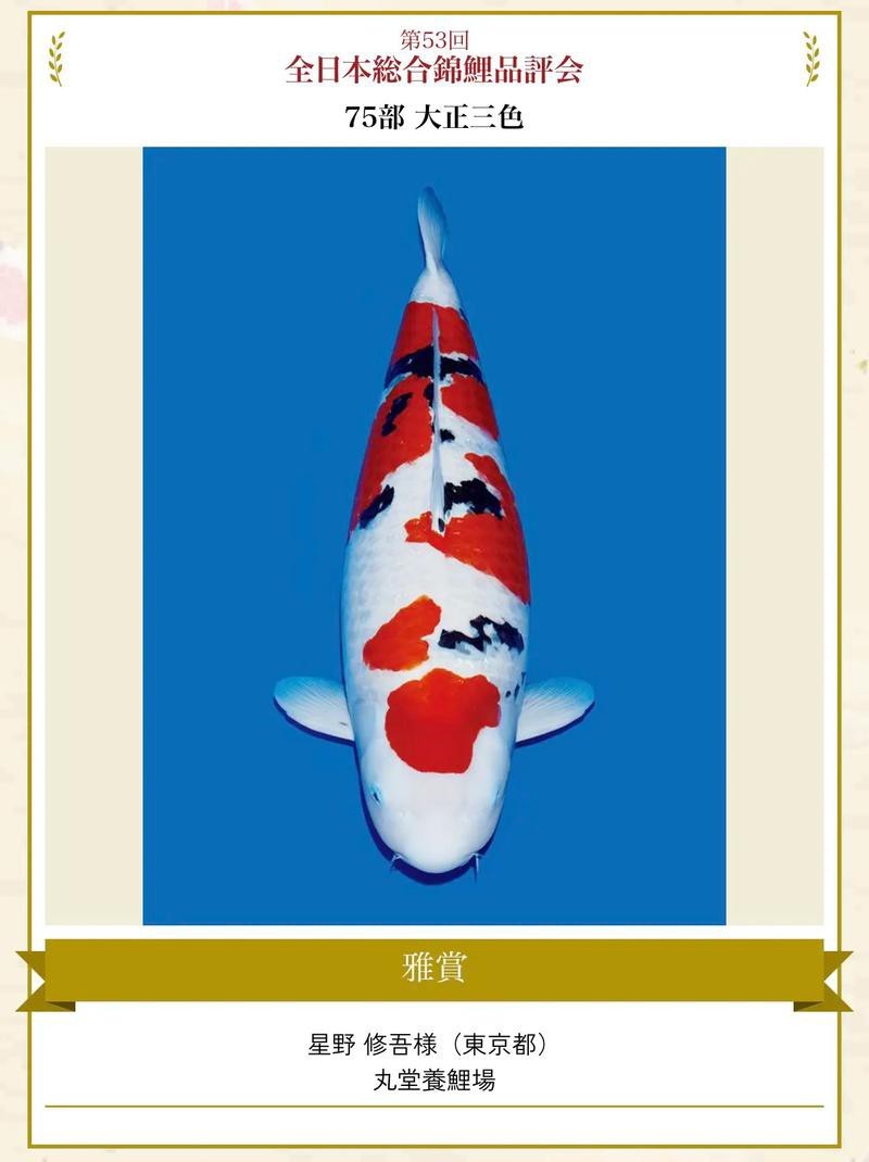 德系臉譜錦鯉圖片大全大圖2023