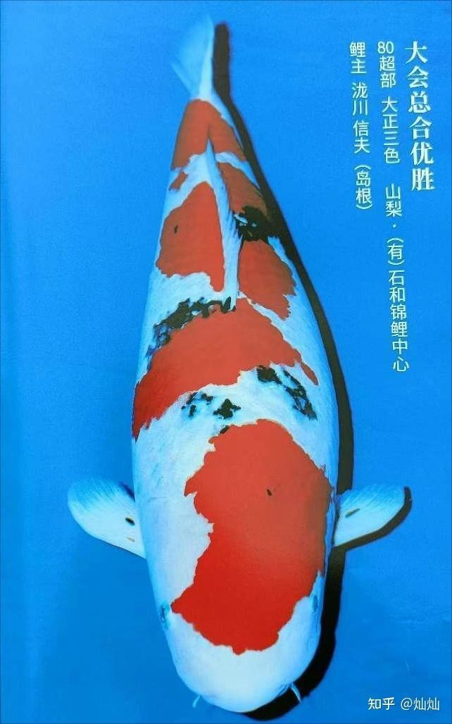 德系臉譜錦鯉圖片大全大圖2023