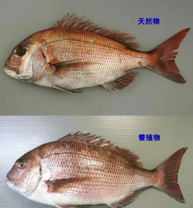 鯛魚是什么檔次的魚