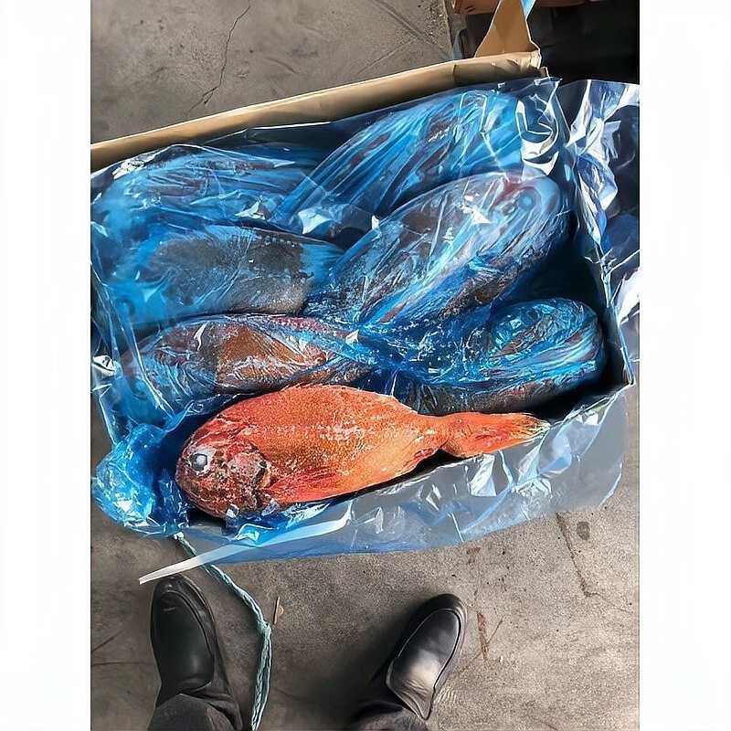鯛魚是什么檔次的魚