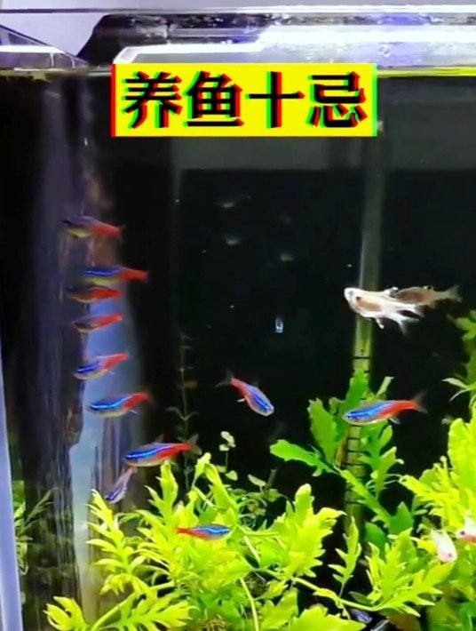 網箱養(yǎng)魚10大忌