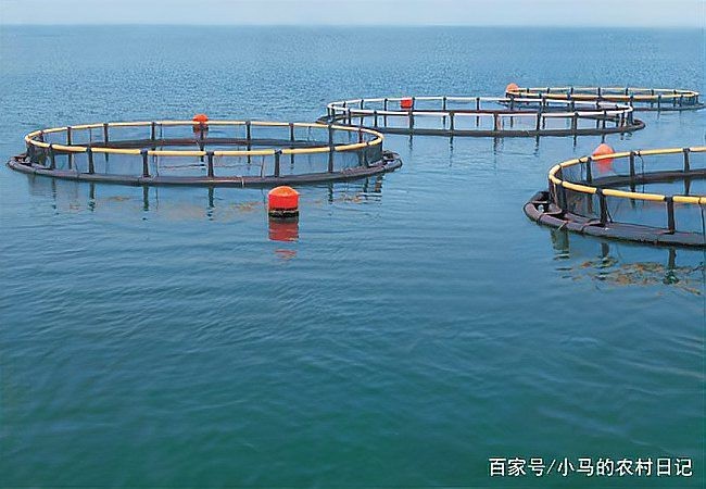 網箱養(yǎng)魚10大忌