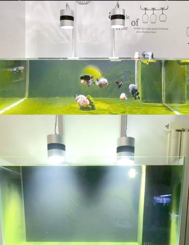 網箱養(yǎng)魚10大忌