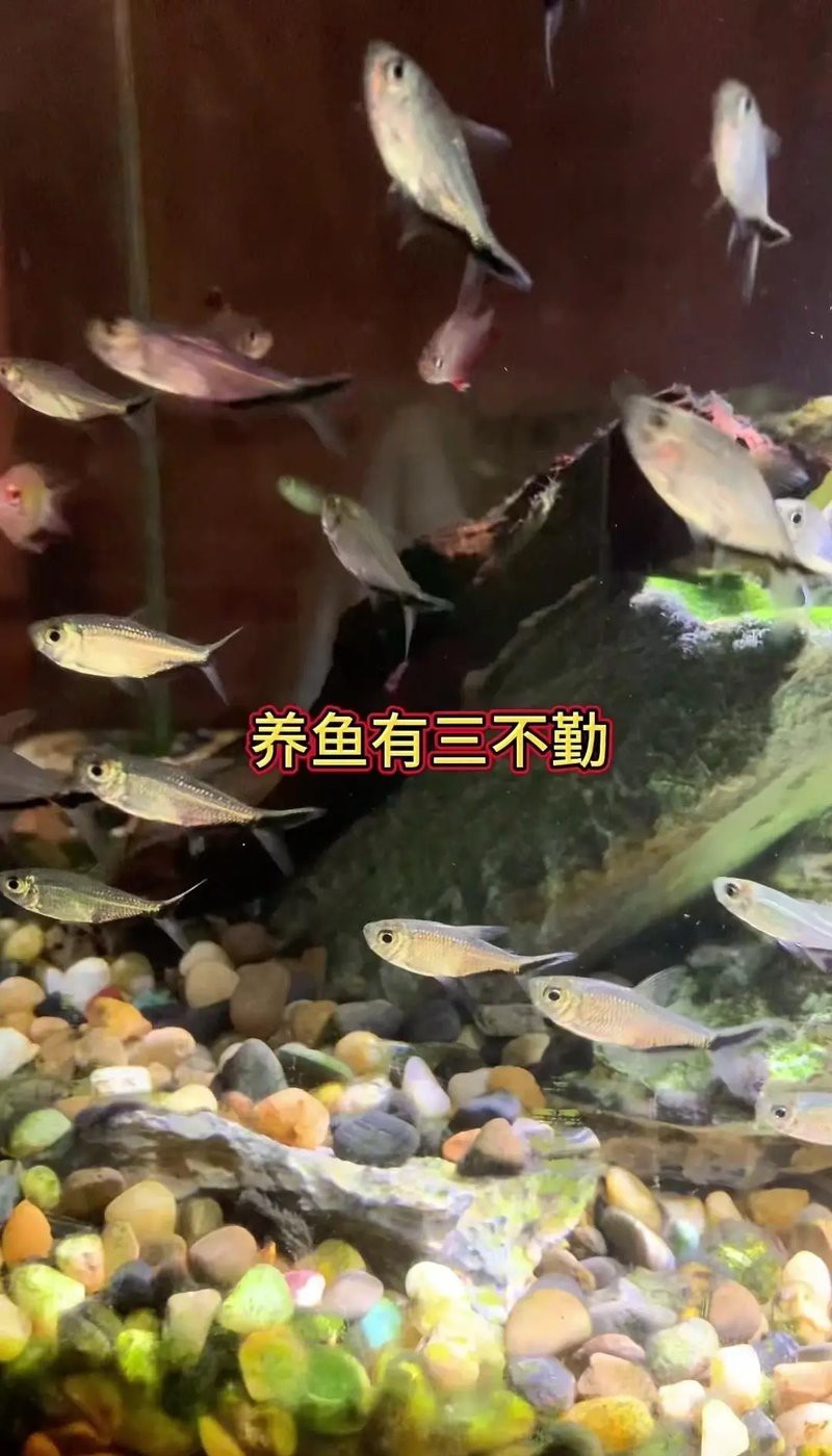 網箱養(yǎng)魚10大忌