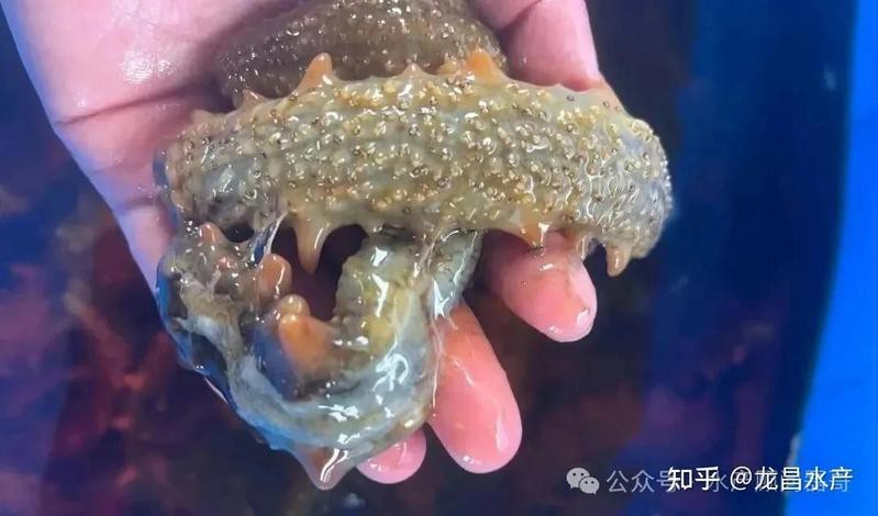 網箱養(yǎng)魚10大忌
