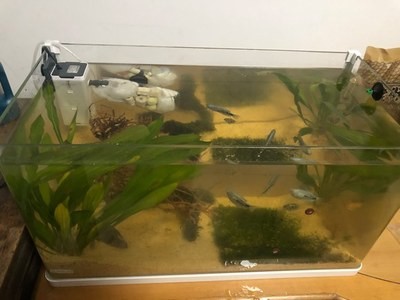 鸚鵡魚和銀龍魚混養怎樣喂食 銀龍魚為啥總往出崩(銀龍魚老往下游怎么回事) 銀龍魚百科 銀龍魚為啥總往出崩(銀龍魚老往下游怎么回事) 銀龍魚為啥總往出崩(銀龍魚老往下游怎么回事) 銀龍魚百科