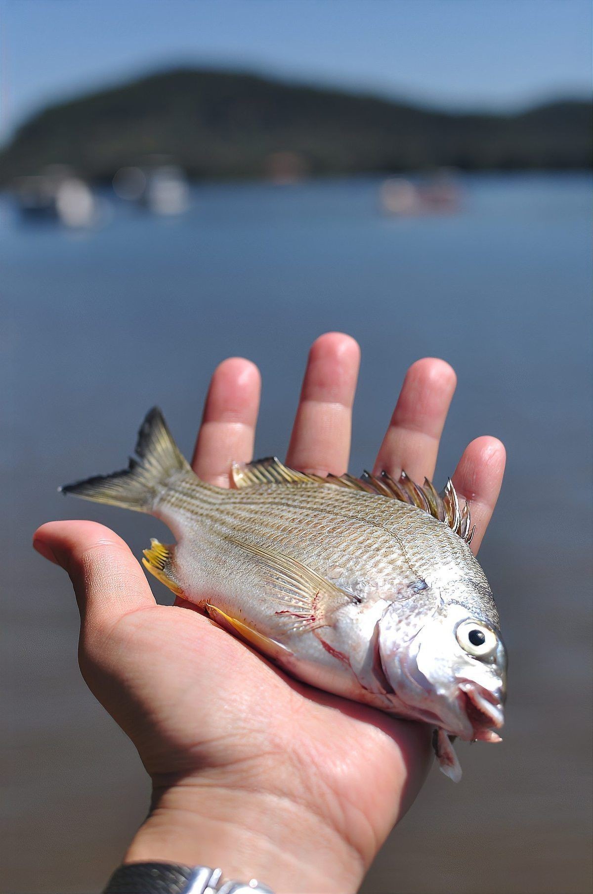 虎紋銀板魚最簡(jiǎn)單吃法