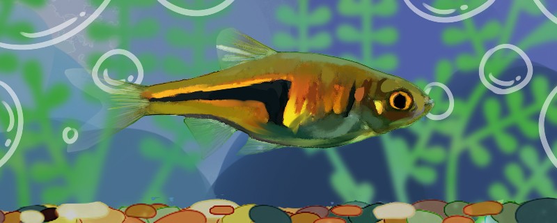 龍魚干蝦有營養嗎 三角燈魚好養嗎怎么養 全國水族館企業名錄 三角燈魚好養嗎怎么養 三角燈魚好養嗎怎么養 全國水族館企業名錄