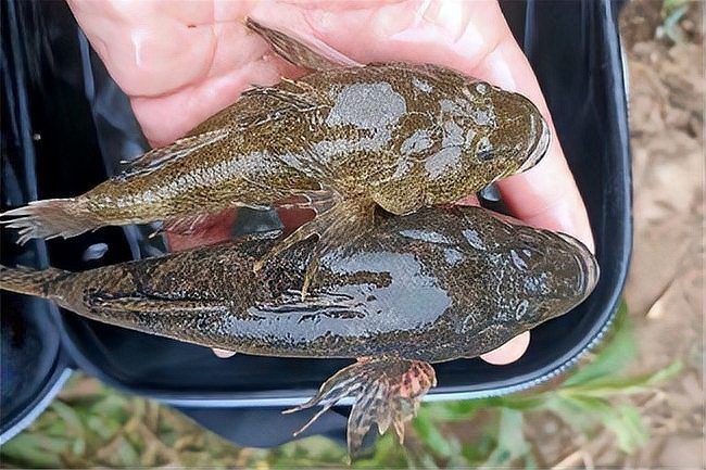 虎頭鯊淡水魚(yú) 虎頭鯊淡水魚(yú) 龍魚(yú)論壇 第10張
