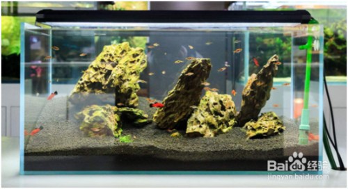 鸚鵡魚和銀龍魚混養(yǎng)怎樣喂食 天津市天泉水族社(天津市天泉水族社區(qū)電話) 全國(guó)水族館企業(yè)名錄 天津市天泉水族社(天津市天泉水族社區(qū)電話) 天津市天泉水族社(天津市天泉水族社區(qū)電話) 全國(guó)水族館企業(yè)名錄