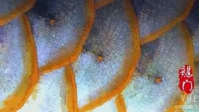 紅龍魚年齡和體長對照表圖（紅龍魚年齡和體長對照表圖片）