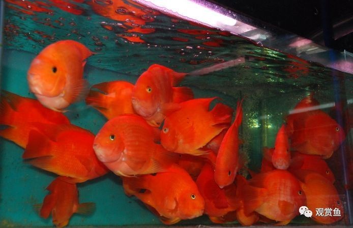 龍魚和紅鸚鵡能一起養嗎