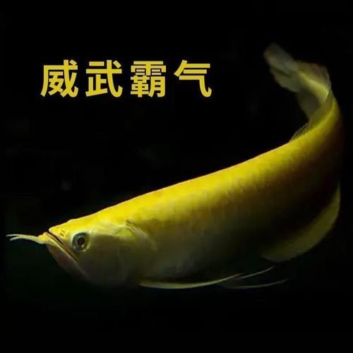 黃化銀龍魚(yú)用什么燈最好