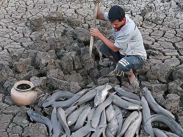 非洲肺魚可以養殖嗎