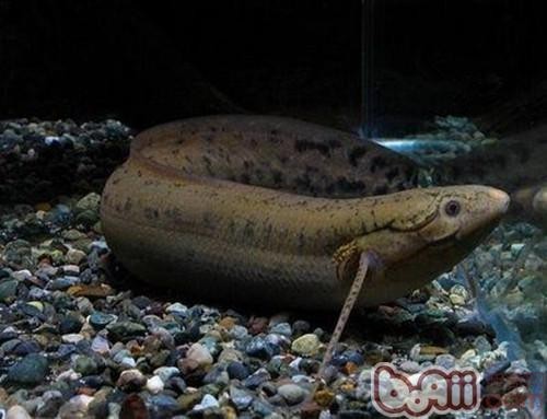 非洲肺魚可以養殖嗎