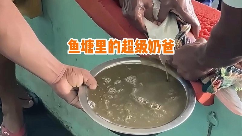 青龍魚的人工繁殖技術如何？