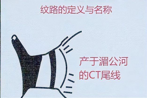 虎魚分哪幾種 虎魚分哪幾種 龍魚論壇 第12張