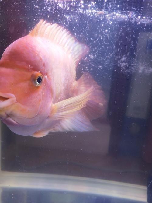 龍魚眼睛凸出來白點圖片 龍魚眼睛凸出來白點圖片 龍魚論壇 第8張