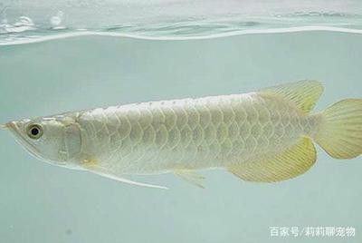 能跟銀龍魚混養的魚（能跟銀龍魚混養的魚有哪些）