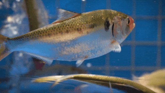 花鰶為什么叫黃魚 花鰶為什么叫黃魚 龍魚論壇 第1張