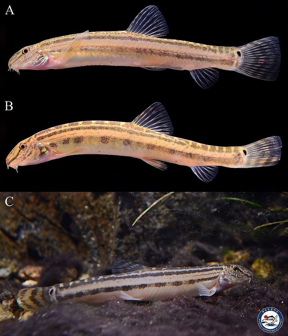 花鰶為什么叫黃魚 花鰶為什么叫黃魚 龍魚論壇 第5張