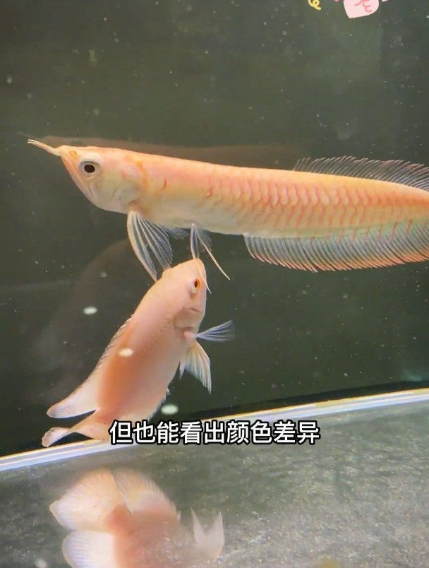 紅眼白子黃化銀龍