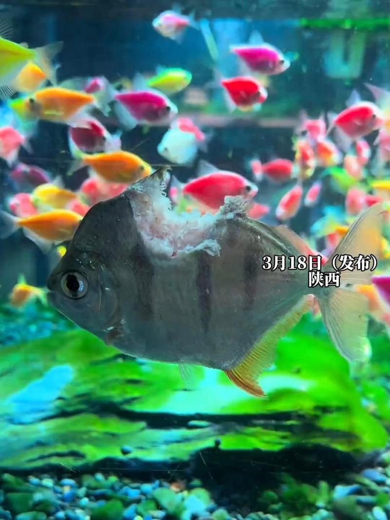 紅龍魚場最厲害三個品種 紅龍魚場最厲害三個品種 龍魚論壇 第7張