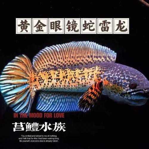 福龍王魚圖片價(jià)格