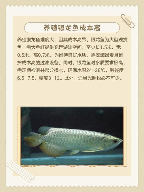 福龍王魚圖片價(jià)格