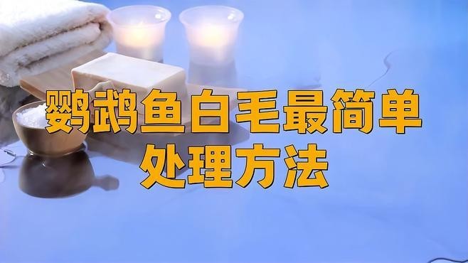 鸚鵡魚身上白色絮狀物會不會感染金龍魚病