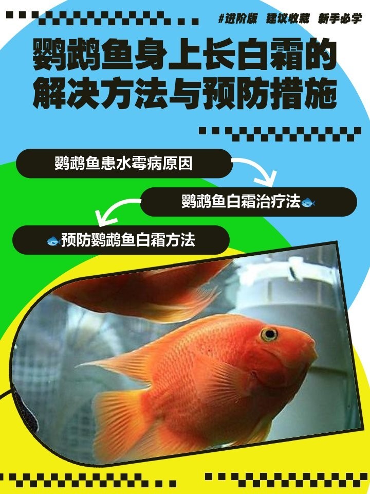 鸚鵡魚身上白色絮狀物會不會感染金龍魚病