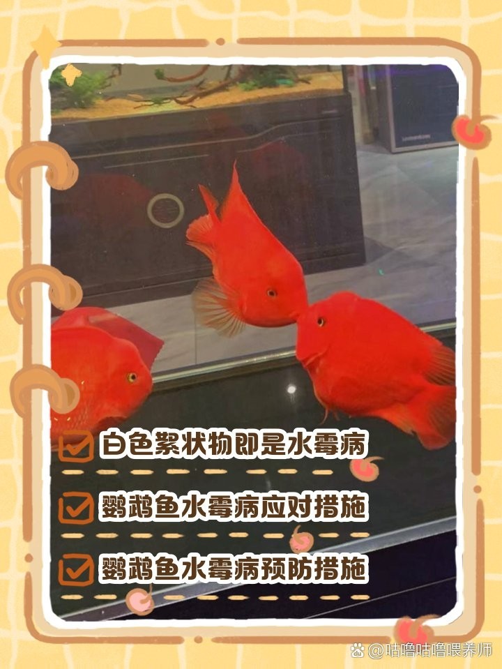 鸚鵡魚身上白色絮狀物會不會感染金龍魚病