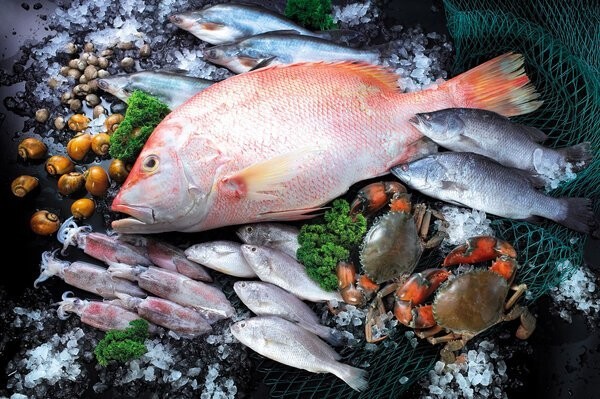 鸚鵡魚身上白色絮狀物會不會感染金龍魚病