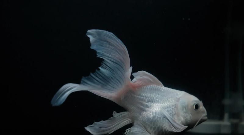 蝴蝶鯉魚糧公認(rèn)最好的 蝴蝶鯉魚糧公認(rèn)最好的 龍魚論壇 第13張