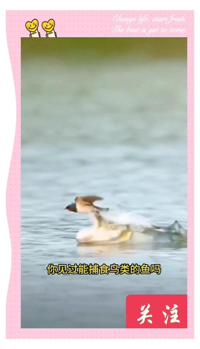 虎魚圖片100張