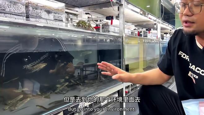 鬼王雷龍的市場價格是多少？