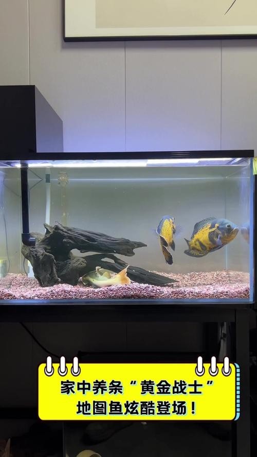 銀龍魚最佳配魚圖片大全