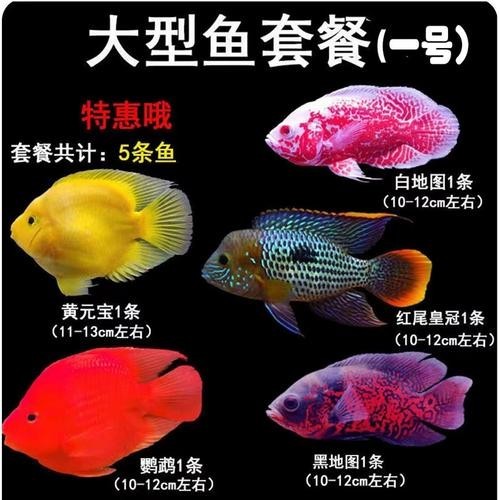 銀龍魚最佳配魚圖片大全
