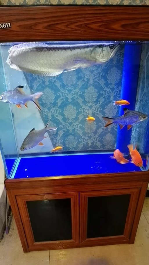銀龍魚最佳配魚圖片大全