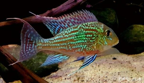 銀龍魚最佳配魚圖片大全