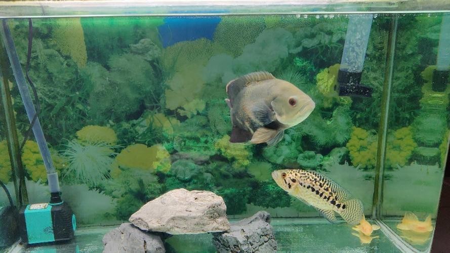 銀龍魚最佳配魚圖片大全