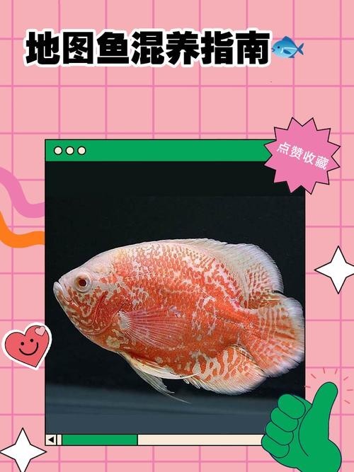 銀龍魚最佳配魚圖片大全