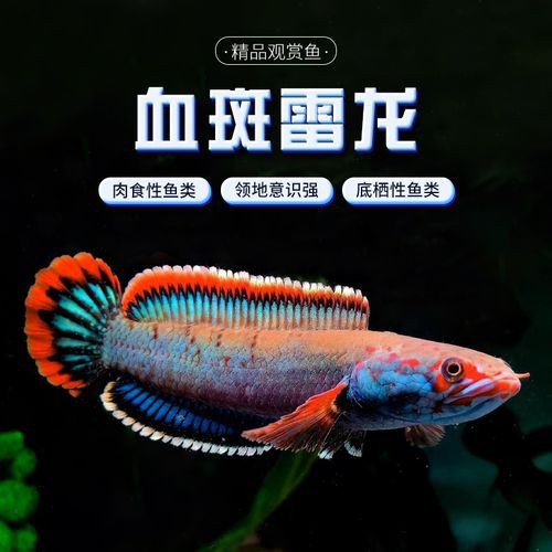 血斑雷龍魚