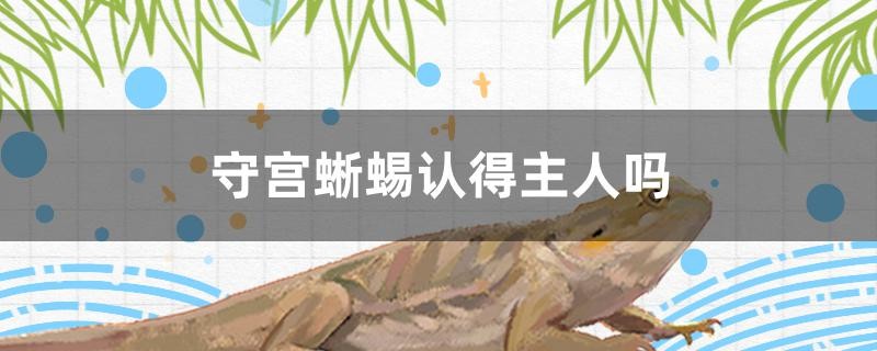 守宮蜥蜴認得主人嗎 守宮蜥蜴認得主人嗎 銀龍魚百科