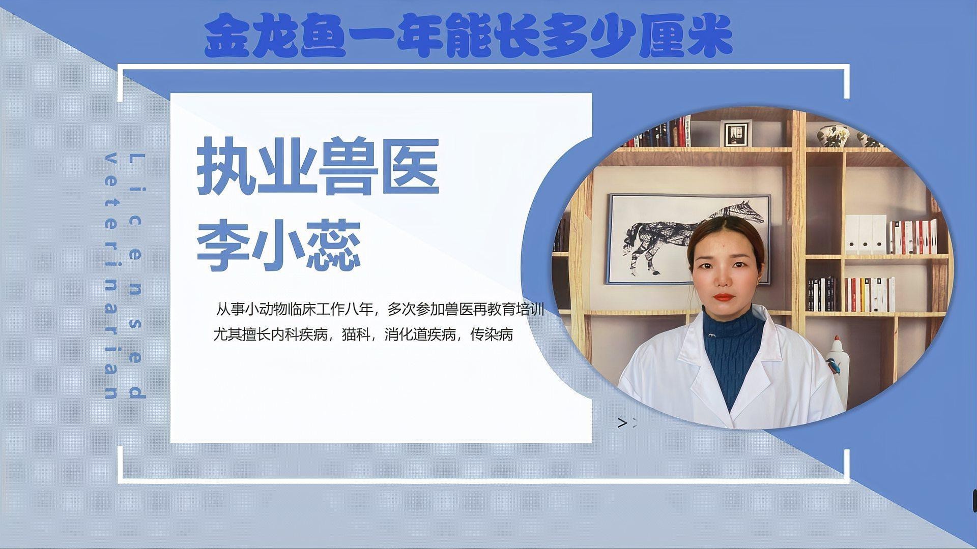 金龍魚多大算成魚