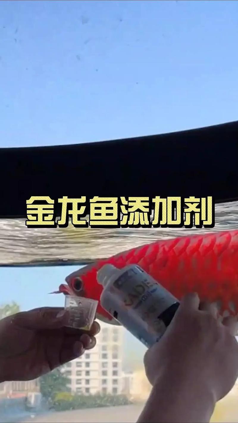 紅龍魚怎么養(yǎng)方法介紹圖片大全