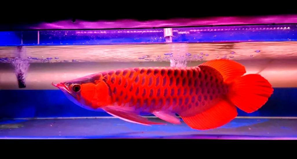 紅龍魚怎么養(yǎng)方法介紹圖片大全