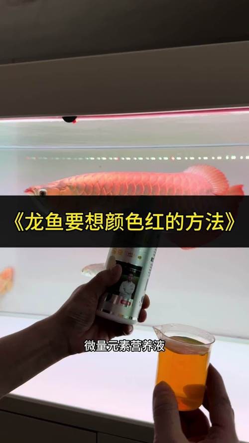 紅龍魚怎么養(yǎng)方法介紹圖片大全
