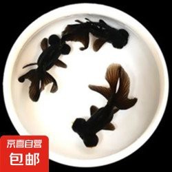 黑龍睛金魚的市場價(jià)格是多少？ 黑龍睛金魚的市場價(jià)格是多少？ 龍魚論壇 第2張